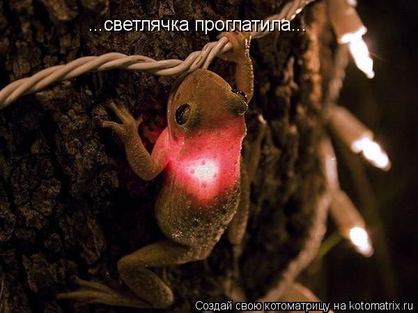 ...светлячка проглатила...... Котоматрица: ...светлячка проглатила...