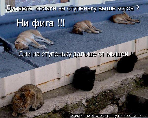 Думаете, собаки на ступеньку выше котов ? Ни фига !!! Они на ступеньку дальше от мышей !... Котоматрица: Думаете, собаки на ступеньку выше котов ? Ни фига !!! Они на ступеньку дальше от мышей !