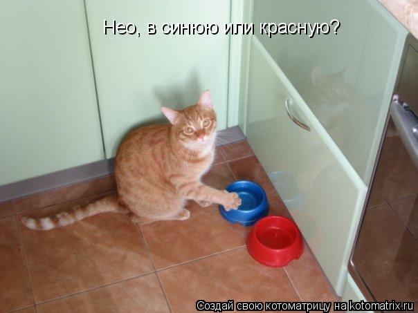 Нео, в синюю или красную?... Котоматрица: Нео, в синюю или красную?