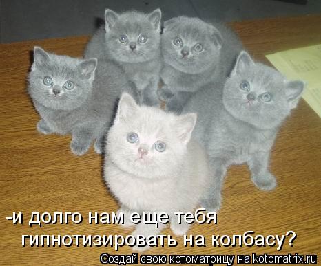 -и долго нам еще тебя гипнотизировать на колбасу?... Котоматрица: -и долго нам еще тебя гипнотизировать на колбасу?