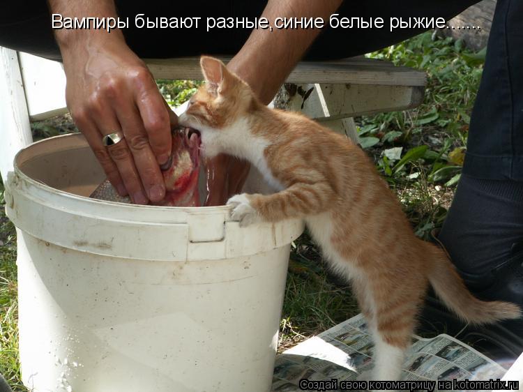 Вампиры бывают разные,синие белые рыжие.......... Котоматрица: Вампиры бывают разные,синие белые рыжие.......