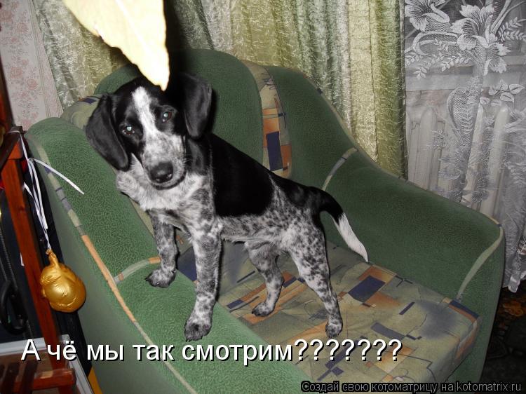 А чё мы так смотрим???????... Котоматрица: А чё мы так смотрим???????