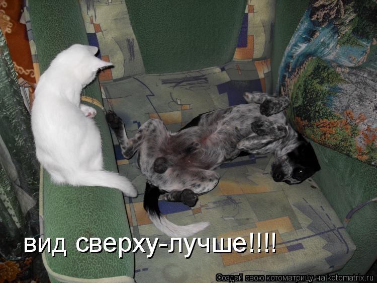 вид сверху-лучше!!!! вид сверху-лучше!!!!... Котоматрица: вид сверху-лучше!!!! вид сверху-лучше!!!!
