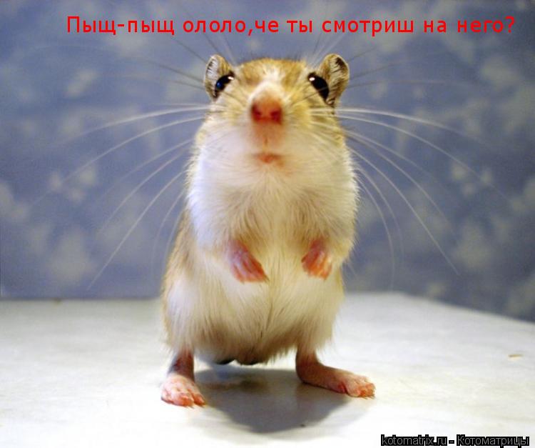 Пыщ-пыщ ололо,че ты смотриш на него?... Котоматрица: Пыщ-пыщ ололо,че ты смотриш на него?