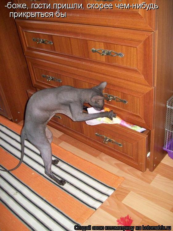 -боже, гости пришли, скорее чем-нибудь прикрыться бы... Котоматрица: -боже, гости пришли, скорее чем-нибудь прикрыться бы