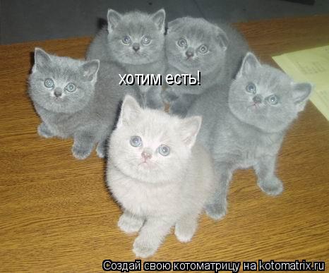 хотим есть!... Котоматрица: хотим есть!