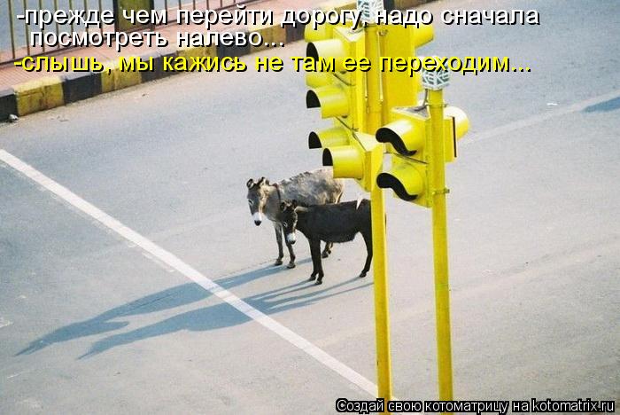 -прежде чем перейти дорогу, надо сначала посмотреть налево... -слышь, мы кажись не там ее переходим.... Котоматрица: -прежде чем перейти дорогу, надо сначала посмотреть налево... -слышь, мы кажись не там ее переходим...