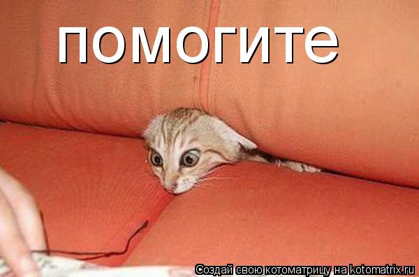 помогите... Котоматрица: помогите