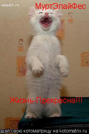 МуртЭлайФес Жизнь-Прекрасна!!!... Котоматрица: МуртЭлайФес Жизнь-Прекрасна!!!