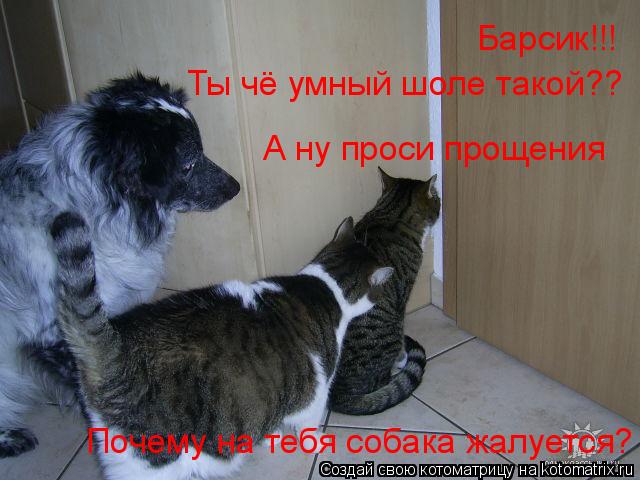 Барсик!!! Ты чё умный шоле такой?? Почему на тебя собака жалуется? А ну проси прощения... Котоматрица: Барсик!!! Ты чё умный шоле такой?? Почему на тебя собака жалуется? А ну проси прощения
