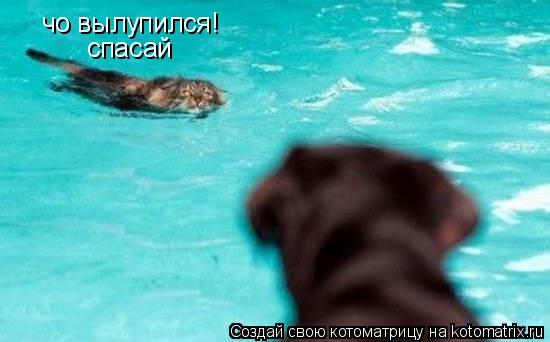 чо вылупился! спасай... Котоматрица: чо вылупился! спасай