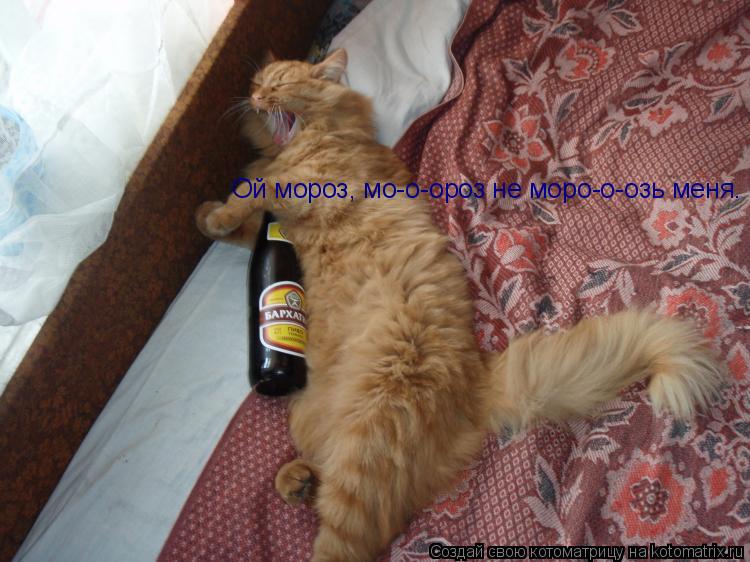 Ой мороз, мо-о-ороз не моро-о-озь меня.... Котоматрица: Ой мороз, мо-о-ороз не моро-о-озь меня.