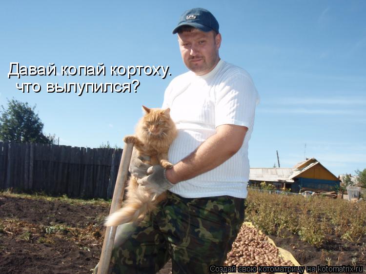 что вылупился? Давай копай кортоху.... Котоматрица: что вылупился? Давай копай кортоху.