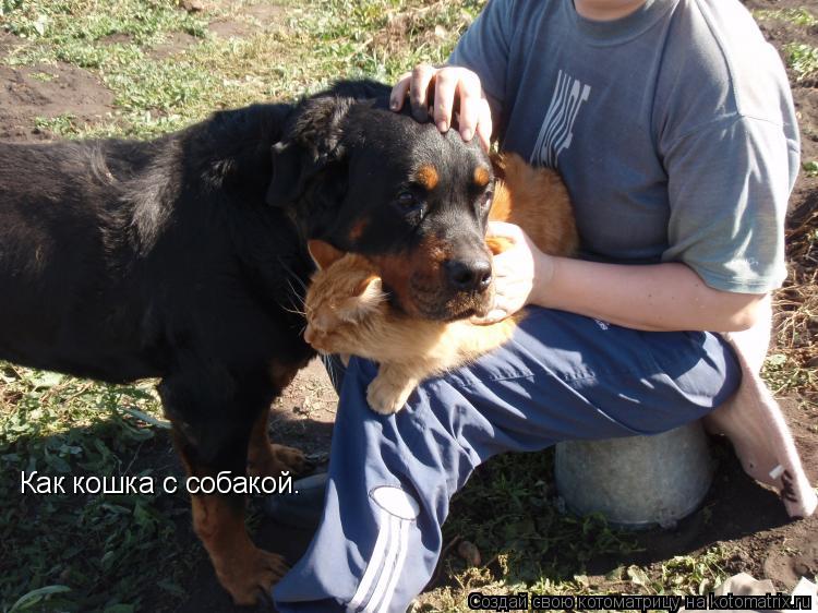 Как кошка с собакой.... Котоматрица: Как кошка с собакой.
