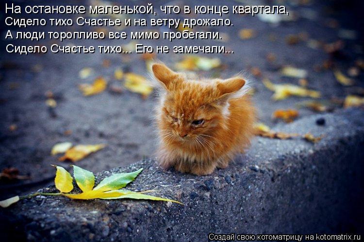 На остановке маленькой, что в конце квартала, Сидело тихо Счастье и на ветру дрожало. А люди торопли... Котоматрица: На остановке маленькой, что в конце квартала, Сидело тихо Счастье и на ветру дрожало. А люди торопливо все мимо пробегали. Сидело Счастье т