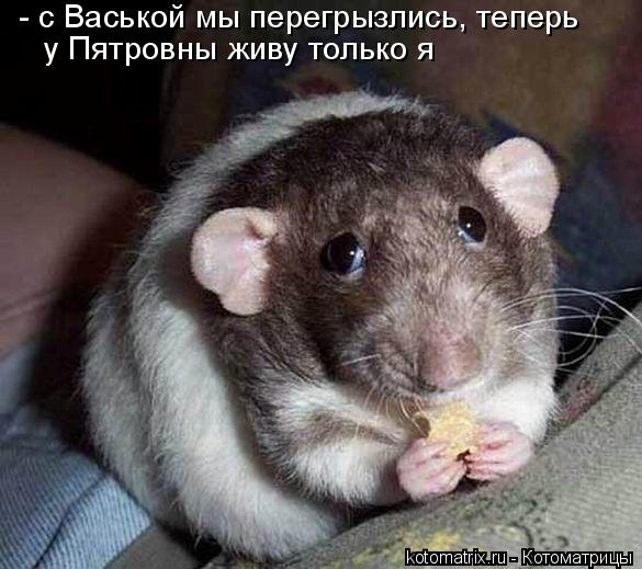 - с Васькой мы перегрызлись, теперь у Пятровны живу только я... Котоматрица: - с Васькой мы перегрызлись, теперь у Пятровны живу только я