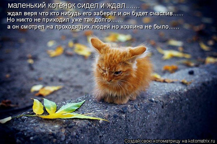 маленький котёнок сидел и ждал....... ждал веря что кто нибудь его заберёт и он будет счаслив...... Н... Котоматрица: маленький котёнок сидел и ждал....... ждал веря что кто нибудь его заберёт и он будет счаслив...... Но никто не приходил уже так долго....... а он смо