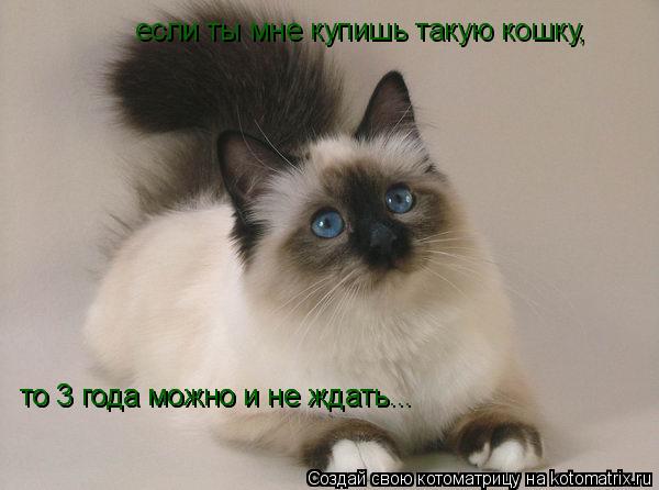 если ты мне купишь такую кошку, то 3 года можно и не ждать... то 3 года можно и не ждать... то 3 года... Котоматрица: если ты мне купишь такую кошку, то 3 года можно и не ждать... то 3 года можно и не ждать... то 3 года можно и не ждать...