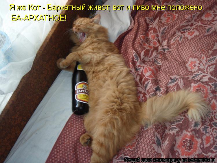 Я же Кот - Бархатный живот, вот и пиво мне положено БА-АРХАТНОЕ!... Котоматрица: Я же Кот - Бархатный живот, вот и пиво мне положено БА-АРХАТНОЕ!