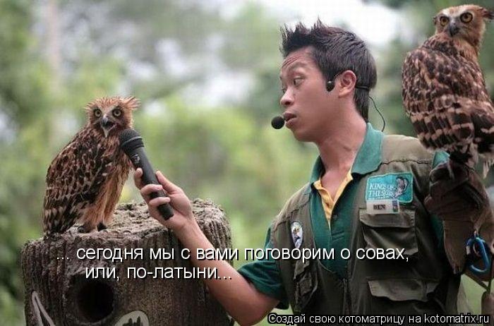 ... сегодня мы с вами поговорим о совах, или, по-латыни...... Котоматрица: ... сегодня мы с вами поговорим о совах, или, по-латыни...