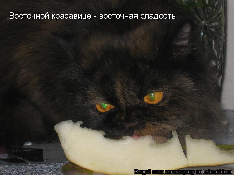 Восточной красавице - восточная сладость... Котоматрица: Восточной красавице - восточная сладость