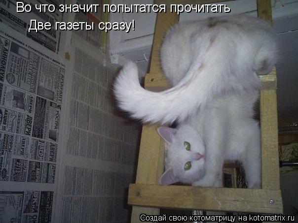Во что значит попытатся прочитать Две газеты сразу!... Котоматрица: Во что значит попытатся прочитать Две газеты сразу!