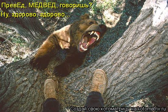 Котоматрица: ПревЕд, МЕДВЕД, говоришь? Ну, здорово, здорово...