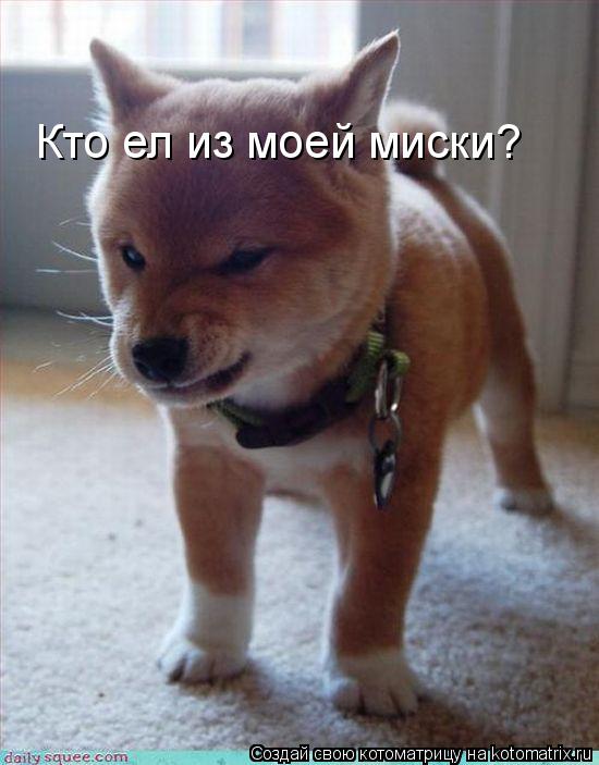 Кто ел из моей миски?... Котоматрица: Кто ел из моей миски?