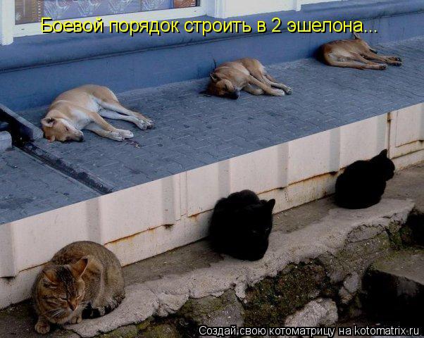 Боевой порядок строить в 2 эшелона...... Котоматрица: Боевой порядок строить в 2 эшелона...