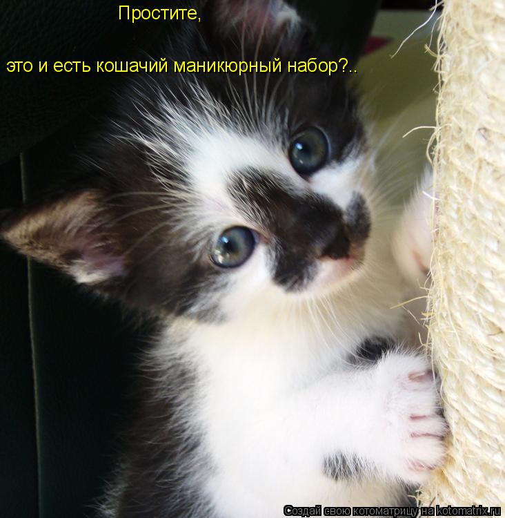 Котоматрица: это и есть кошачий маникюрный набор?.. Простите,