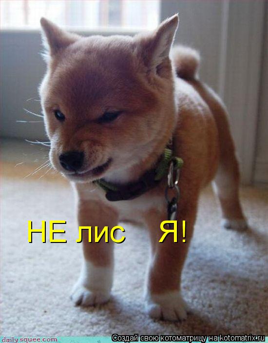 НЕ лис Я!... Котоматрица: НЕ лис Я!