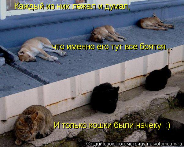 Каждый из них лежал и думал, что именно его тут все боятся... И только кошки были начеку! :)... Котоматрица: Каждый из них лежал и думал, что именно его тут все боятся... И только кошки были начеку! :)