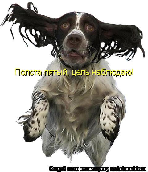 Полста пятый, цель наблюдаю!... Котоматрица: Полста пятый, цель наблюдаю!