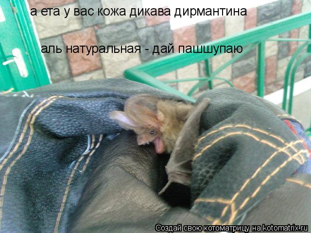 а ета у вас кожа дикава дирмантина аль натуральная - дай пашшупаю... Котоматрица: а ета у вас кожа дикава дирмантина аль натуральная - дай пашшупаю