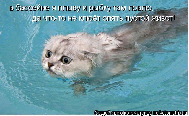 в бассейне я плыву и рыбку там ловлю, в бассейне я плыву и рыбку там ловлю, да что-то не клюёт опять ... Котоматрица: в бассейне я плыву и рыбку там ловлю, в бассейне я плыву и рыбку там ловлю, да что-то не клюёт опять пустой живот!