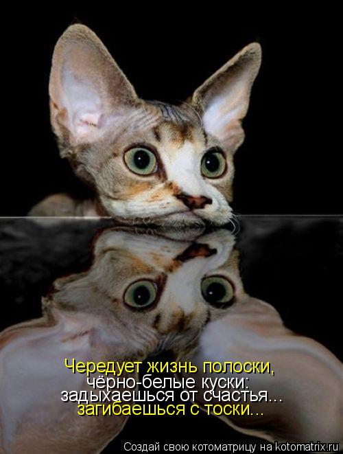 Чередует жизнь полоски, чёрно-белые куски: задыхаешься от счастья... загибаешься с тоски...... Котоматрица: Чередует жизнь полоски, чёрно-белые куски: задыхаешься от счастья... загибаешься с тоски...