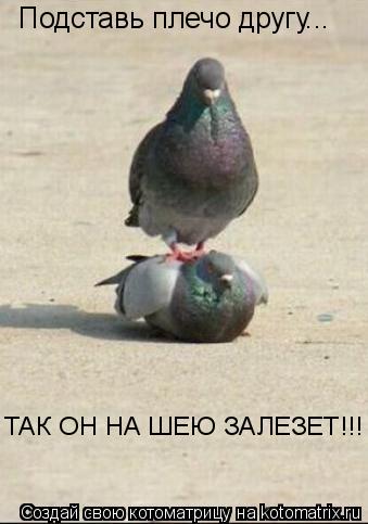 Подставь плечо другу... ТАК ОН НА ШЕЮ ЗАЛЕЗЕТ!!!... Котоматрица: Подставь плечо другу... ТАК ОН НА ШЕЮ ЗАЛЕЗЕТ!!!