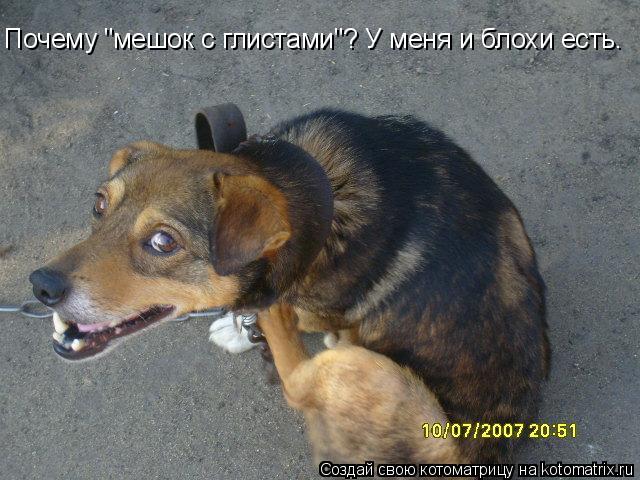 Котоматрица: Почему "мешок с глистами"? У меня и блохи есть.