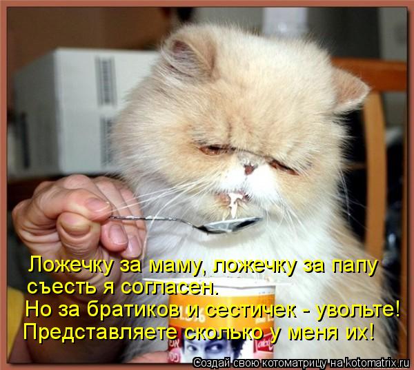 Ложечку за маму, ложечку за папу съесть я согласен. Но за братиков и сестичек - увольте! Представля... Котоматрица: Ложечку за маму, ложечку за папу съесть я согласен. Но за братиков и сестичек - увольте! Представляете сколько у меня их!