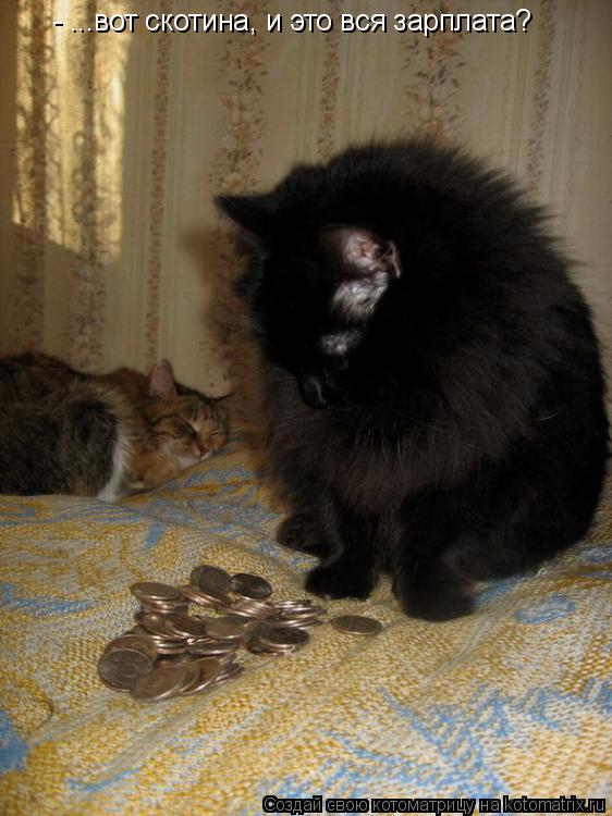 - ...вот скотина, и это вся зарплата?... Котоматрица: - ...вот скотина, и это вся зарплата?