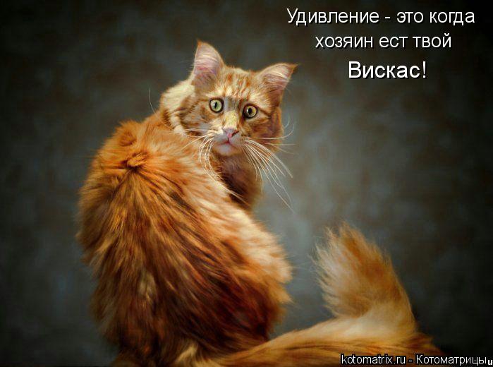 Удивление - это когда хозяин ест твой Вискас!... Котоматрица: Удивление - это когда хозяин ест твой Вискас!
