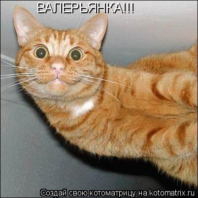 ВАЛЕРЬЯНКА!!!... Котоматрица: ВАЛЕРЬЯНКА!!!