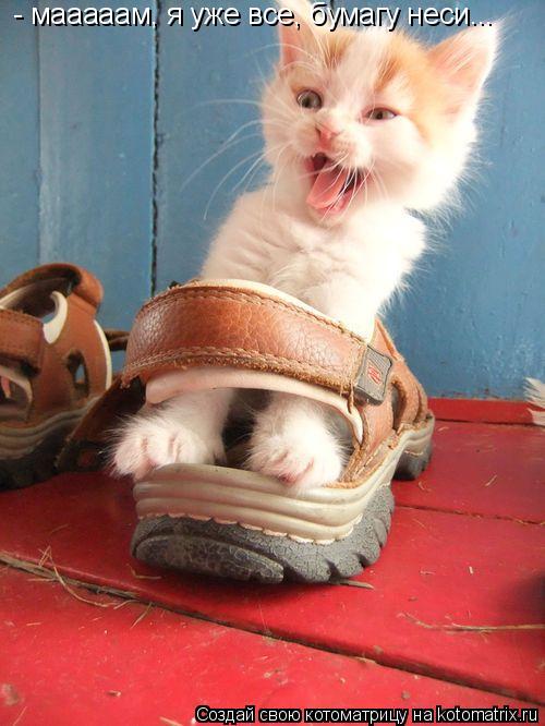 - мааааам, я уже все, бумагу неси...... Котоматрица: - мааааам, я уже все, бумагу неси...