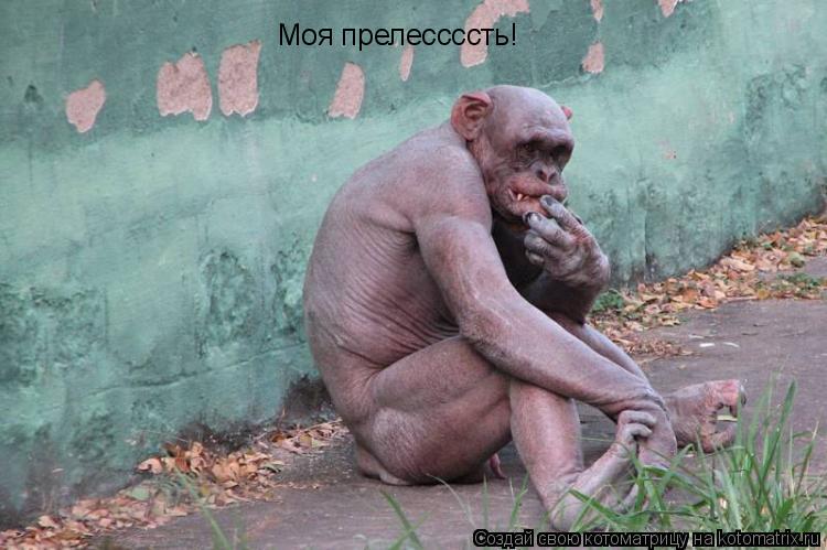 Моя прелессссть!... Котоматрица: Моя прелессссть!
