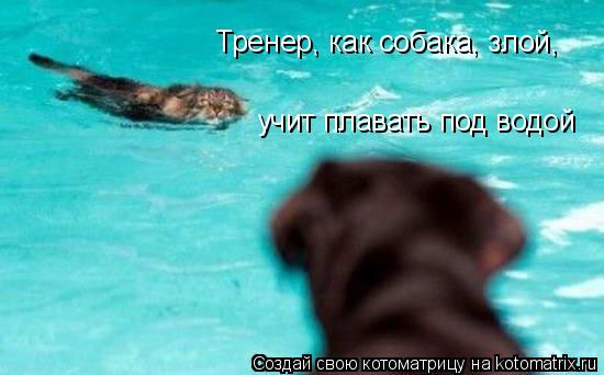Тренер, как собака, злой, учит плавать под водой... Котоматрица: Тренер, как собака, злой, учит плавать под водой