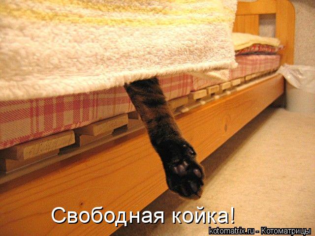 Свободная койка!... Котоматрица: Свободная койка!