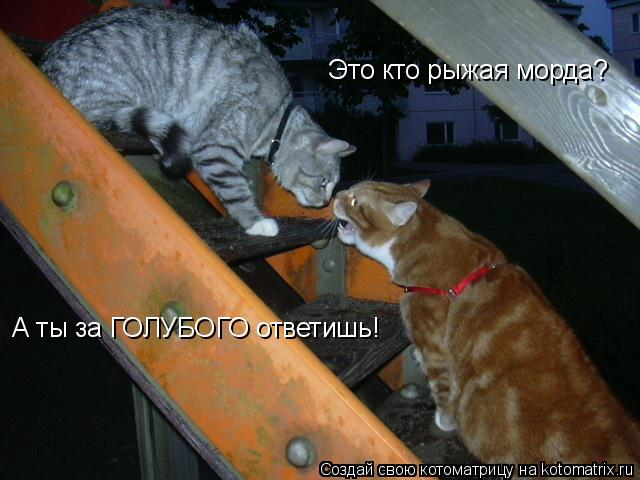 Это кто рыжая морда? А ты за ГОЛУБОГО ответишь!... Котоматрица: Это кто рыжая морда? А ты за ГОЛУБОГО ответишь!