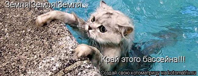 Земля!Земля!Земля... Край этого бассейна!!!... Котоматрица: Земля!Земля!Земля... Край этого бассейна!!!