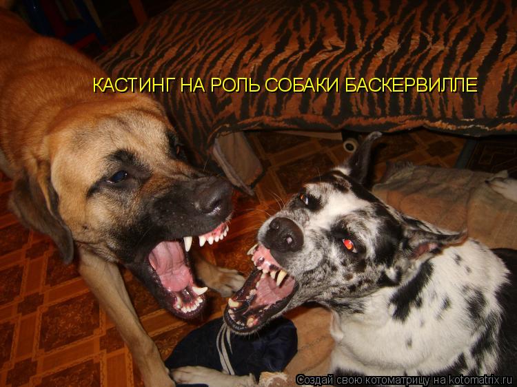 КАСТИНГ НА РОЛЬ СОБАКИ БАСКЕРВИЛЛЕ... Котоматрица: КАСТИНГ НА РОЛЬ СОБАКИ БАСКЕРВИЛЛЕ