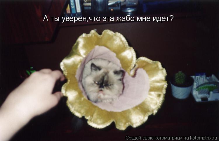 А ты уверен,что эта жабо мне идёт?... Котоматрица: А ты уверен,что эта жабо мне идёт?